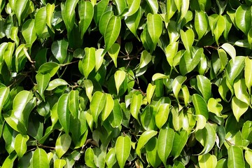 Obraz premium green ficus leaves background