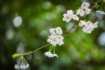활짝 핀 벚꽃과 아름다운 보케 