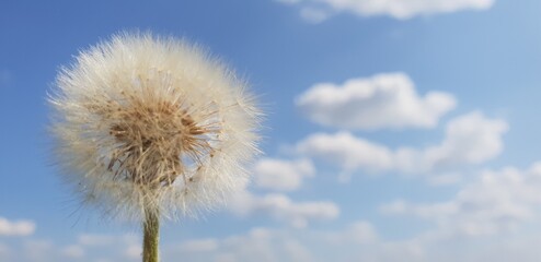 White fluffy dandelion head with green stem against cloudy blue sky background
