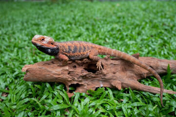 bearded dragon on ground with blur background