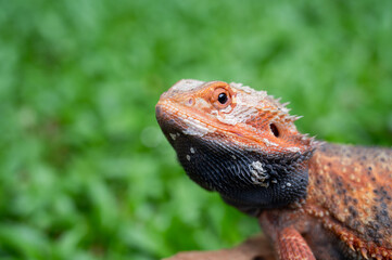 bearded dragon on ground with blur background