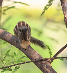squirrel on tree