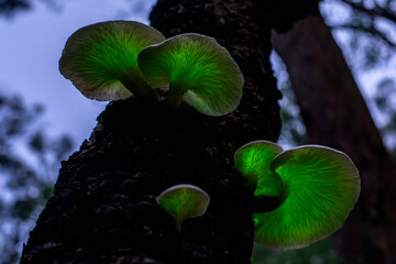 bioluminescent Ghost mushroom (Omphalotus nidiformis) Thirlmere lakes National park, NSW ,...