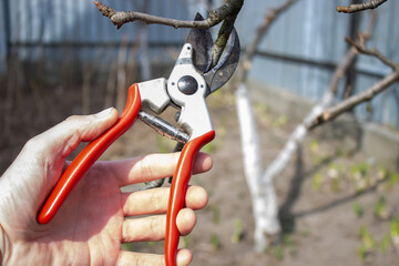 gardener pruning fruit trees with pruning shears