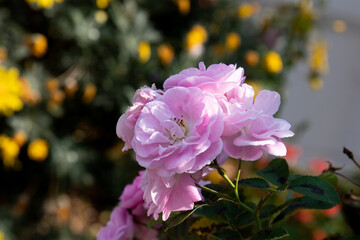 Close up Blooming Pastel Pink Roses in Spring