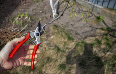 Naklejka premium gardener pruning fruit trees with pruning shears