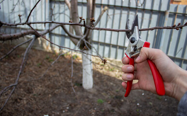 gardener pruning fruit trees with pruning shears