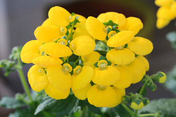 Yellow blooming slipperwort in sunny April