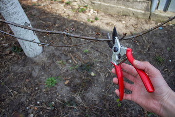 gardener pruning fruit trees with pruning shears
