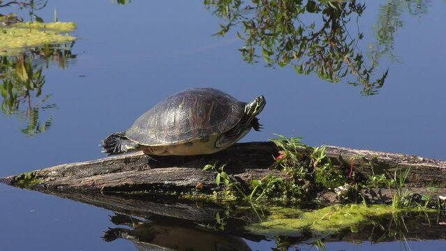 Florida Turtle basking on a log in Florida wetland.