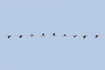 Photo Composition of a White stork in fly