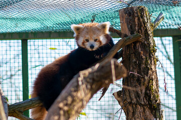 The red panda (Ailurus fulgens), also called the lesser panda, is a smaller arboreal carnivore, the only member of the monotypic lesser panda family (Ailuridae).