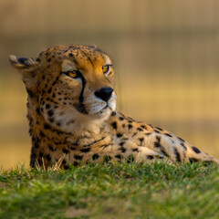 The Sudan cheetah (Acinonyx jubatus soemmeringii) is a subspecies of cheetah found in northeastern Africa. 