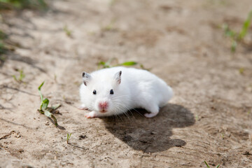 white hamster walking. Domestic hamster on the outside