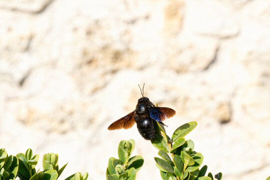 Abeille -  xylocope - Xylocopa violacea