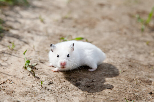 White Hamster Walking. Domestic Hamster On The Outside