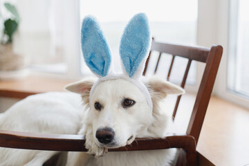 Cute dog in blue bunny ears sitting in cozy rustic chair. Happy Easter. Pet and easter holiday at...
