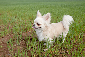 Dog breed chihuahua on a background of green grass. petite Chihuahua happily on a cloudy day above...