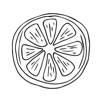 recommend clip art: Lemon slice. Vector hand drawn illustration. Sketch