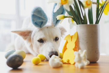 Cute dog in bunny ears looking at stylish easter eggs on wooden table. Happy Easter. Adorable white...