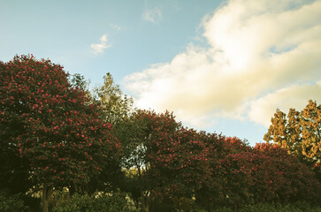 landscape with trees