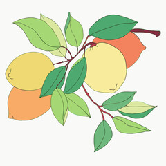 Lemon. Yellow fruit with leaves, branch .Color illustration. Cartoon. Isolated on a white background. Hand drawn. For labels, food packaging design