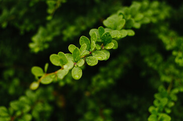 Large beautiful drops of transparent rain water on a green leaf macro. Drops of dew in the morning glow in the sun. Beautiful leaf texture in nature. Natural background