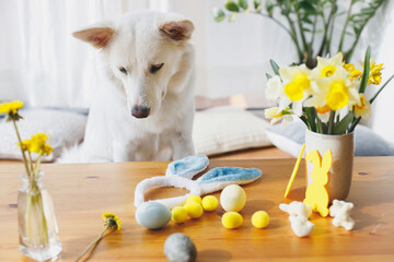 Cute dog sitting at table with bunny ears, daffodils flowers, eggs, decorations. Happy Easter. Pet...