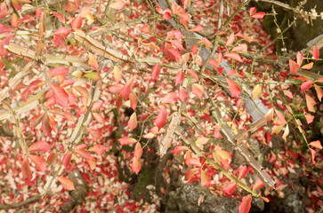 red leaves background