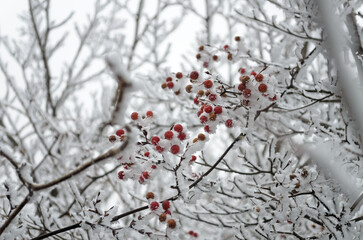 red berries in snow