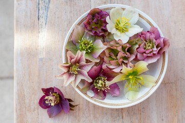 Obraz na płótnie Canvas colorful variety of beautiful white and pink hellebore flowers in a ceramic bowl