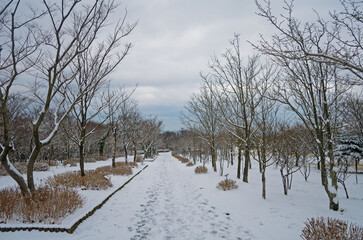 trees in the snow