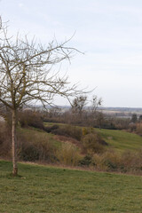 tree in the field