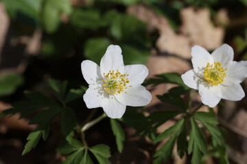 Fototapeta premium Anemone nemorosa - early flowers in the forest in spring