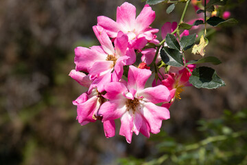 Close up Bright Pink Blooming Flowers, Close up Bright Pink Blooming Flowers,  Rosa Hybrid