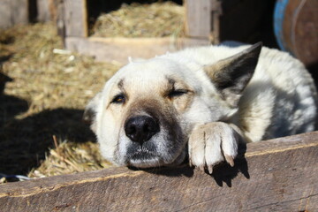 White dog day dreaming 