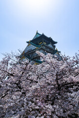 Fototapeta premium 桜と城