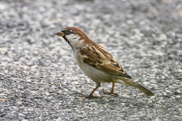 Passero
