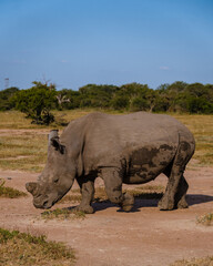 White rhino in the bush of Family of the Blue Canyon Conservancy in South Africa near Kruger...