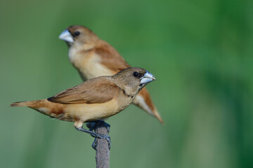 juvenile of chestnut munia, charming brown birds are playing around its teritery