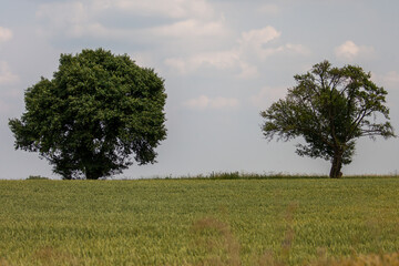Krajobraz