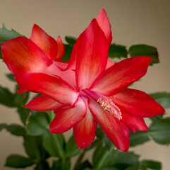 Closeup of a bright red flower of a Christmas cactus Schlumbergera houseplant 