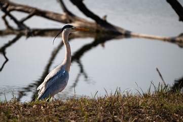 Ardea cinerea - Grey heron - Héron cendré