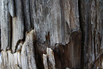 Old weathered wood tree stamp