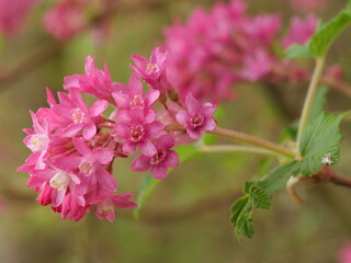 fleurs rose arbuste 