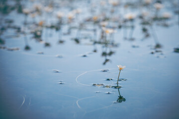 white flowers in the water