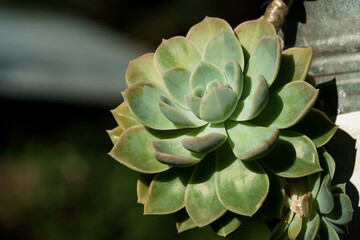 succulent plants in a garden outdoor setting