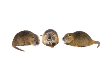  nutria isolated on a white background