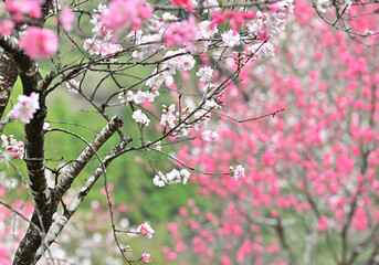 四国の高知県吾川郡仁淀川町の花桃の花