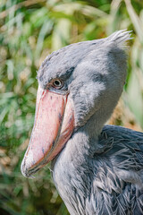 Portrait of enormous and beautiful African shoebill stork bird in the jungle bush.